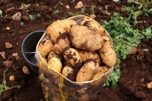 Adana'da erkenci patates hasadı başladı Adana'da erkenci patates hasadı başladı
