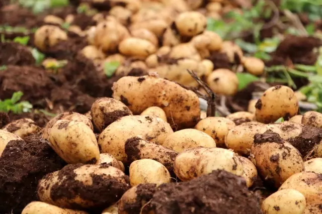 Adana'da erkenci patates hasadı başladı Adana'da erkenci patates hasadı başladı