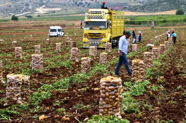 Adana'da erkenci patates hasadı başladı Adana'da erkenci patates hasadı başladı