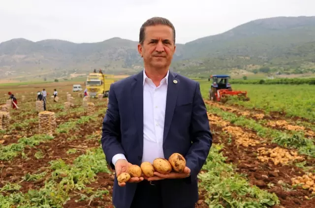 Adana'da erkenci patates hasadı başladı Adana'da erkenci patates hasadı başladı