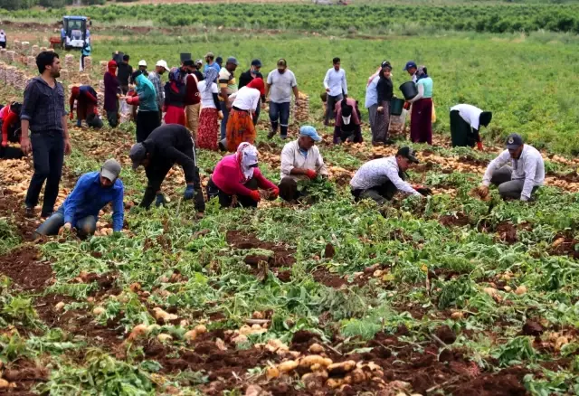 Adana'da erkenci patates hasadı başladı Adana'da erkenci patates hasadı başladı