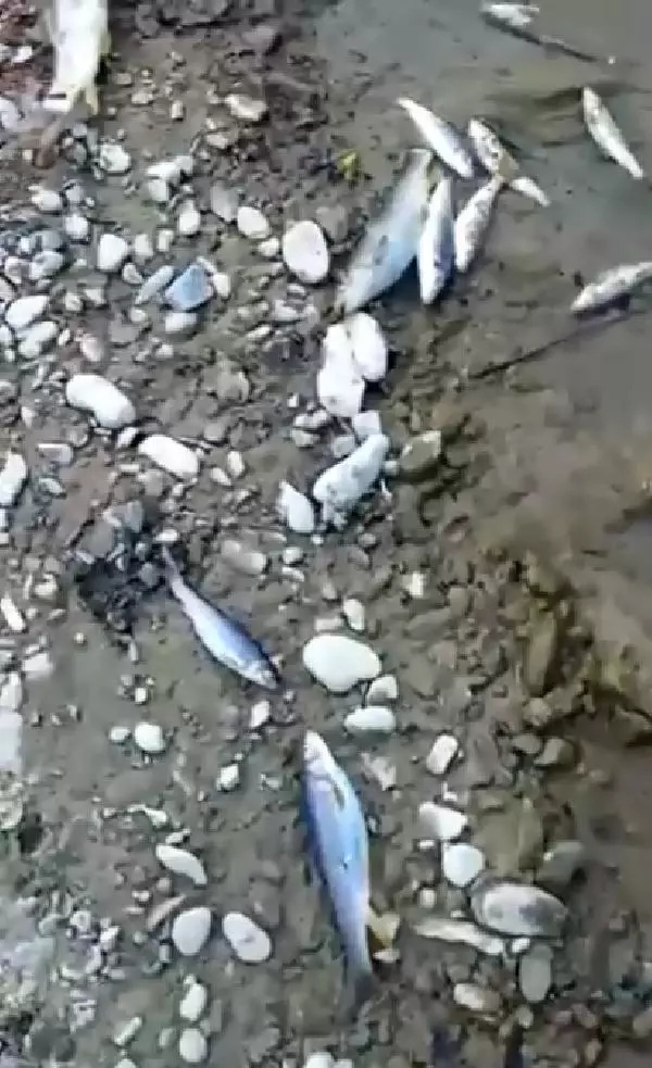 Adana'daki balıkların ölümüne hidroelektrik santralinden sızan beton neden olmuş Adana'daki balıkların ölümüne hidroelektrik santralinden sızan beton neden olmuş