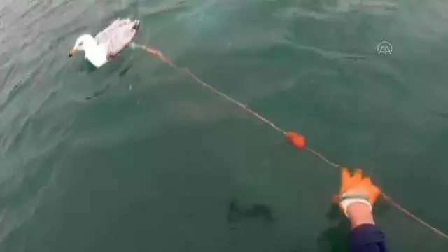 Ağa takılan martıyı Sahil Güvenlik ekibi kurtardı Ağa takılan martıyı Sahil Güvenlik ekibi kurtardı