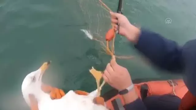 Ağa takılan martıyı Sahil Güvenlik ekibi kurtardı Ağa takılan martıyı Sahil Güvenlik ekibi kurtardı
