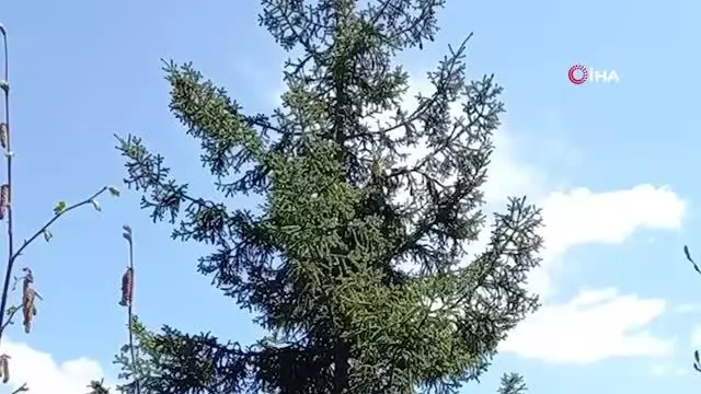 Ağaçtan ağaca uçan sincap böyle görüntülendi Ağaçtan ağaca uçan sincap böyle görüntülendi