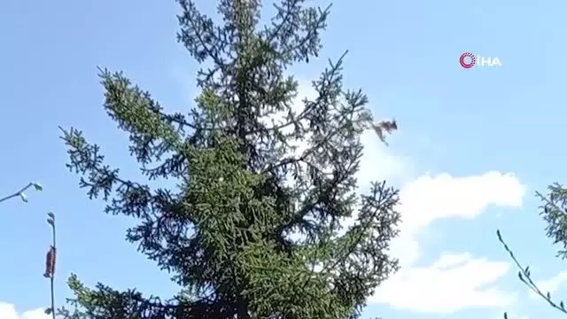 Ağaçtan ağaca uçan sincap böyle görüntülendi Ağaçtan ağaca uçan sincap böyle görüntülendi