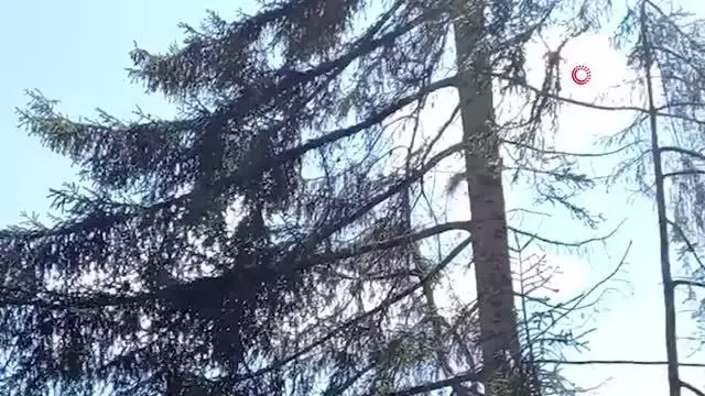 Ağaçtan ağaca uçan sincap böyle görüntülendi Ağaçtan ağaca uçan sincap böyle görüntülendi