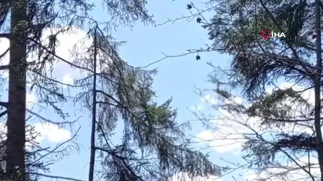 Ağaçtan ağaca uçan sincap böyle görüntülendi Ağaçtan ağaca uçan sincap böyle görüntülendi