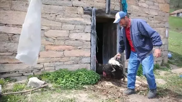 Ahıra giren boz ayı, 4 koyunu telef etti Ahıra giren boz ayı, 4 koyunu telef etti