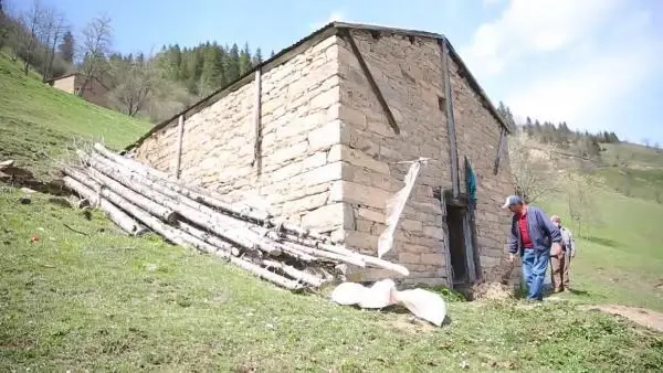 Ahıra giren boz ayı, 4 koyunu telef etti Ahıra giren boz ayı, 4 koyunu telef etti