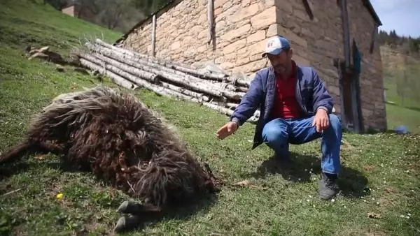 Ahıra giren boz ayı, 4 koyunu telef etti Ahıra giren boz ayı, 4 koyunu telef etti