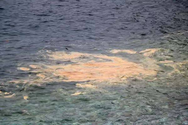 Alanya kıyılarında deniz salyası Alanya kıyılarında deniz salyası