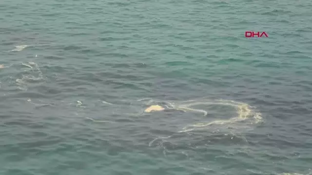 ALANYA KIYILARINDA DENİZ SALYASI GÖRÜLDÜ ALANYA KIYILARINDA DENİZ SALYASI GÖRÜLDÜ