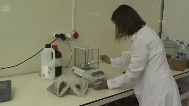 Aromatik bitkilerden elde edilen özüt ile ahşabın dayanıklılığının attırılması hedefleniyor Aromatik bitkilerden elde edilen özüt ile ahşabın dayanıklılığının attırılması hedefleniyor