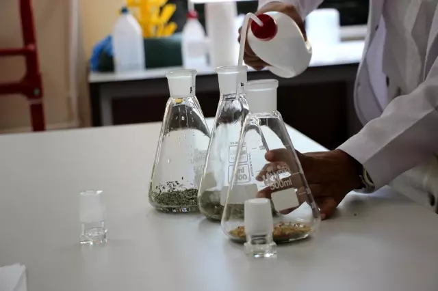 Artvin Çoruh Üniversitesi'nde aromatik bitkilerden ahşap malzeme koruyucusu üretildi Artvin Çoruh Üniversitesi'nde aromatik bitkilerden ahşap malzeme koruyucusu üretildi