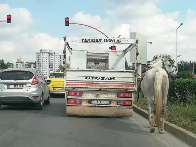 Atı kamyonet arkasına bağlayıp koşturana 1033 lira ceza Atı kamyonet arkasına bağlayıp koşturana 1033 lira ceza