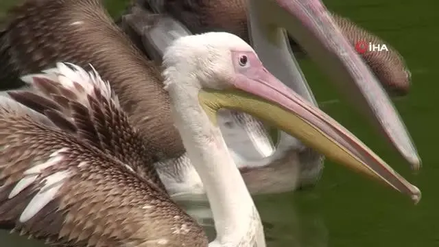Avcıların engelli bıraktığı pelikanlar ikinci baharını yaşıyor Avcıların engelli bıraktığı pelikanlar ikinci baharını yaşıyor