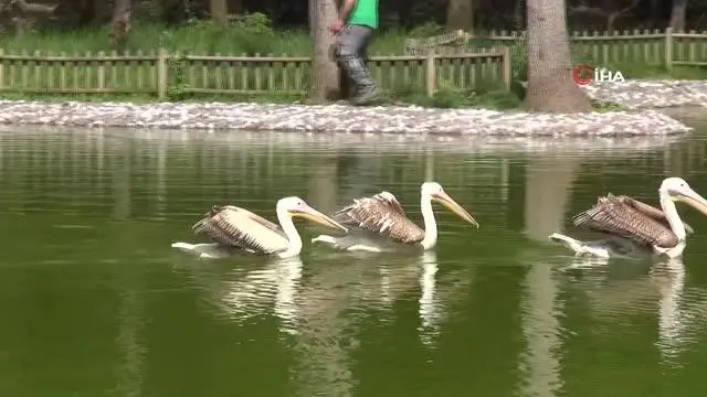 Avcıların engelli bıraktığı pelikanlar ikinci baharını yaşıyor Avcıların engelli bıraktığı pelikanlar ikinci baharını yaşıyor