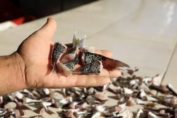 Balıkçıların 'kuyruk teşviki' sevinci Balıkçıların 'kuyruk teşviki' sevinci