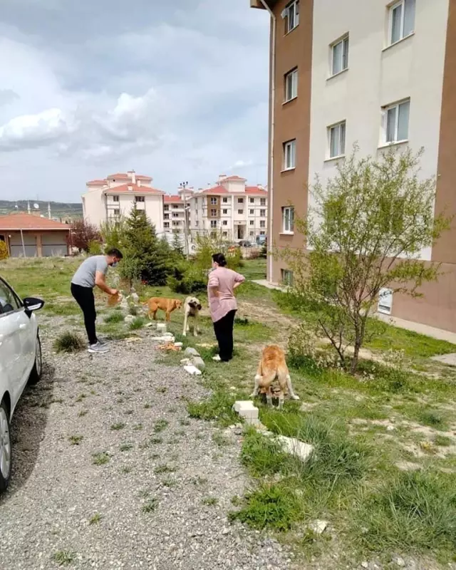 Başkan Akağaç: 'Sokak hayvanları için kapınızın önüne bir kap su bırakın' Başkan Akağaç: 'Sokak hayvanları için kapınızın önüne bir kap su bırakın'