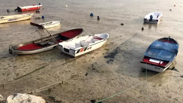 Beyaza bürünen körfezde balıklar tek tek ölmeye başladı Beyaza bürünen körfezde balıklar tek tek ölmeye başladı