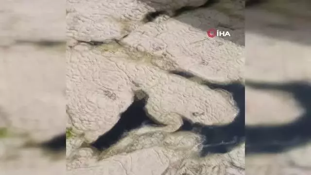Beyaza bürünen körfezde balıklar tek tek ölmeye başladı Beyaza bürünen körfezde balıklar tek tek ölmeye başladı