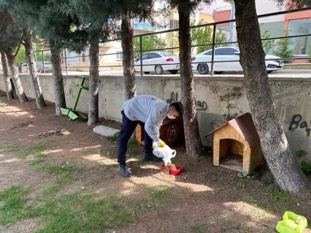 Bilecik'te sokak hayvanları unutulmadı Bilecik'te sokak hayvanları unutulmadı
