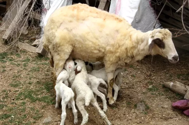 Bir koyunun tek batında 7 kuzu doğurması şaşırttı Bir koyunun tek batında 7 kuzu doğurması şaşırttı