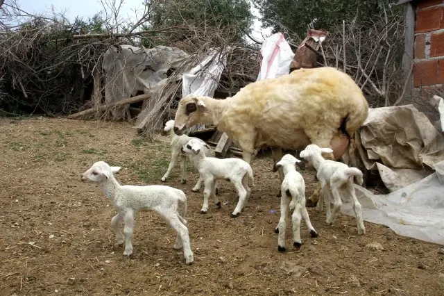 Bir koyunun tek batında 7 kuzu doğurması şaşırttı Bir koyunun tek batında 7 kuzu doğurması şaşırttı