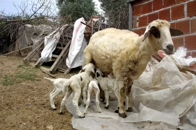 Bir koyunun tek batında 7 kuzu doğurması şaşırttı Bir koyunun tek batında 7 kuzu doğurması şaşırttı