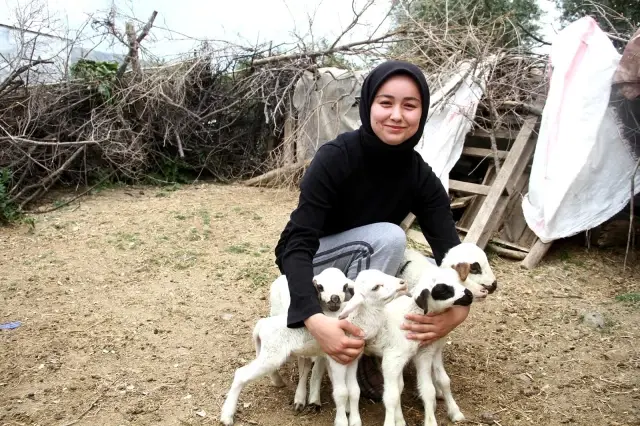 Bir koyunun tek batında 7 kuzu doğurması şaşırttı Bir koyunun tek batında 7 kuzu doğurması şaşırttı