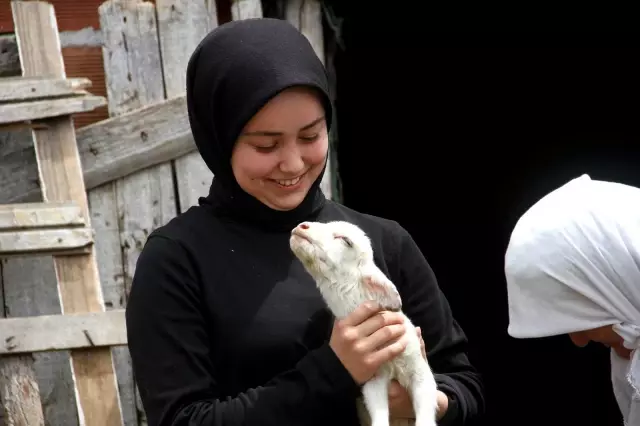 Bir koyunun tek batında 7 kuzu doğurması şaşırttı Bir koyunun tek batında 7 kuzu doğurması şaşırttı