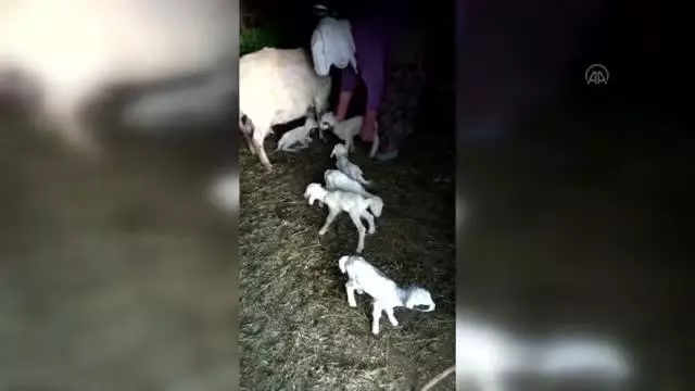 Bir koyunun tek batında 7 kuzu doğurması şaşırttı Bir koyunun tek batında 7 kuzu doğurması şaşırttı