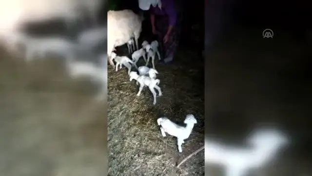 Bir koyunun tek batında 7 kuzu doğurması şaşırttı Bir koyunun tek batında 7 kuzu doğurması şaşırttı