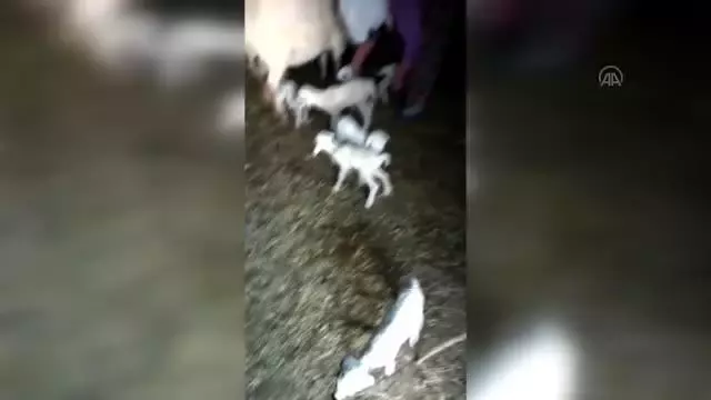 Bir koyunun tek batında 7 kuzu doğurması şaşırttı Bir koyunun tek batında 7 kuzu doğurması şaşırttı