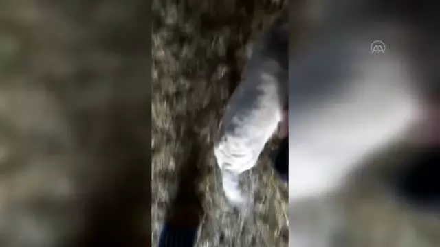 Bir koyunun tek batında 7 kuzu doğurması şaşırttı Bir koyunun tek batında 7 kuzu doğurması şaşırttı