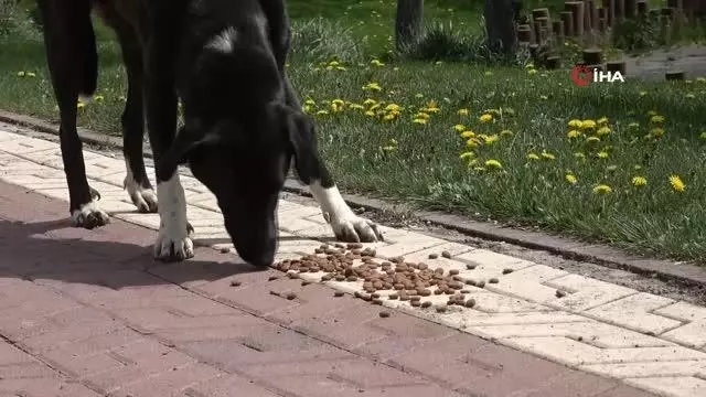 - Bu Belediye can dostlarını unutmuyor - Bu Belediye can dostlarını unutmuyor
