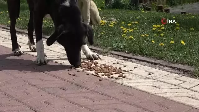 - Bu Belediye can dostlarını unutmuyor - Bu Belediye can dostlarını unutmuyor