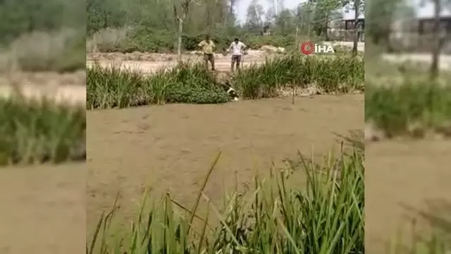 Büyükbaş hayvan bir haftada ikinci kez kanala düştü Büyükbaş hayvan bir haftada ikinci kez kanala düştü