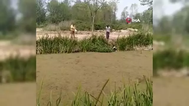 Büyükbaş hayvan bir haftada ikinci kez kanala düştü Büyükbaş hayvan bir haftada ikinci kez kanala düştü