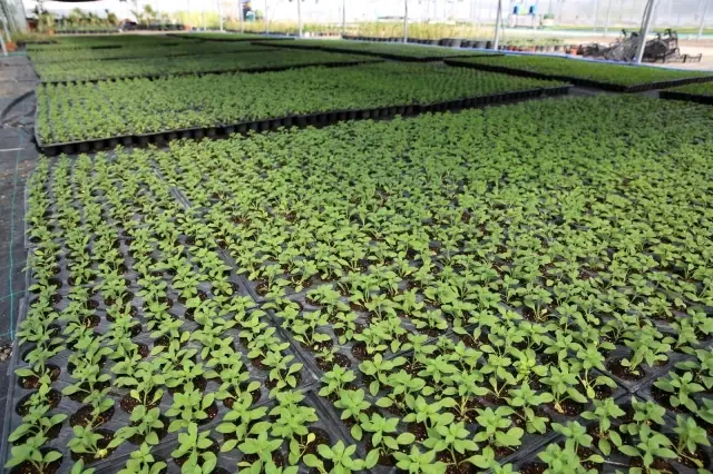 Büyükşehirin serasında 600 bin çiçek tohumu ekildi Büyükşehirin serasında 600 bin çiçek tohumu ekildi