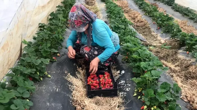 Çanakkale'de ilk çilek hasadı üreticinin yüzünü güldürdü Çanakkale'de ilk çilek hasadı üreticinin yüzünü güldürdü