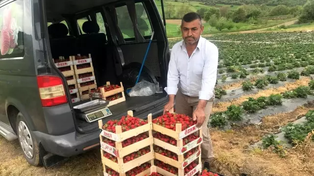 Çanakkale'de ilk çilek hasadı üreticinin yüzünü güldürdü Çanakkale'de ilk çilek hasadı üreticinin yüzünü güldürdü