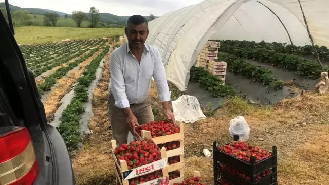 Çanakkale'de ilk çilek hasadı üreticinin yüzünü güldürdü Çanakkale'de ilk çilek hasadı üreticinin yüzünü güldürdü