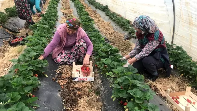 Çanakkale'de ilk çilek hasadı üreticinin yüzünü güldürdü Çanakkale'de ilk çilek hasadı üreticinin yüzünü güldürdü
