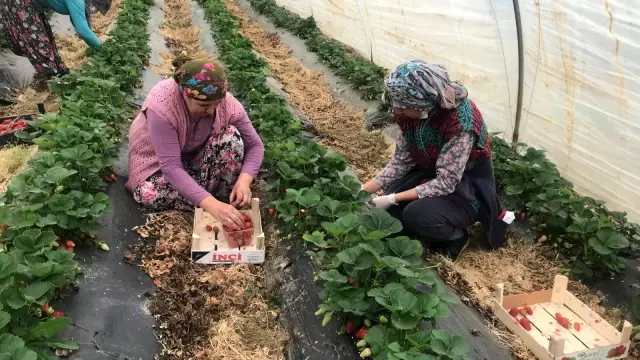 Çanakkale'de ilk çilek hasadı üreticinin yüzünü güldürdü Çanakkale'de ilk çilek hasadı üreticinin yüzünü güldürdü