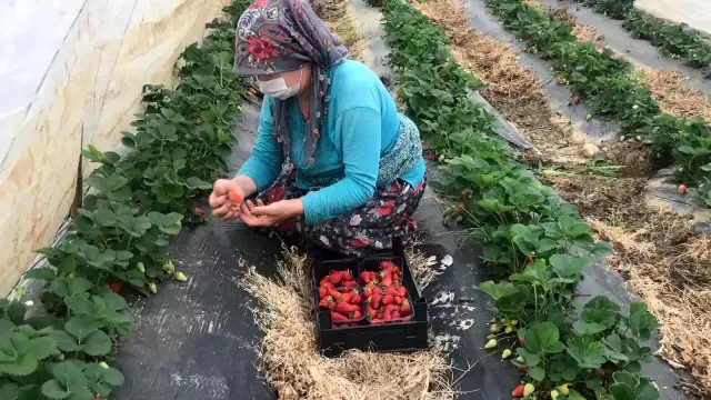 Çanakkale'de ilk çilek hasadı üreticinin yüzünü güldürdü Çanakkale'de ilk çilek hasadı üreticinin yüzünü güldürdü