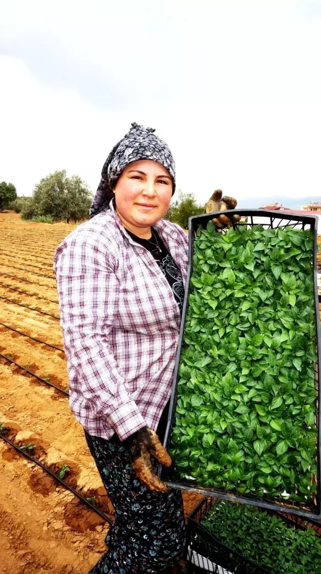 Çiftçiler Türkiye için üretmeye devam ediyor Çiftçiler Türkiye için üretmeye devam ediyor