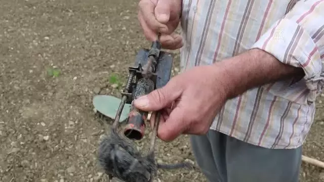 Çiftçilerin 'köstebek' mücadelesi Çiftçilerin 'köstebek' mücadelesi