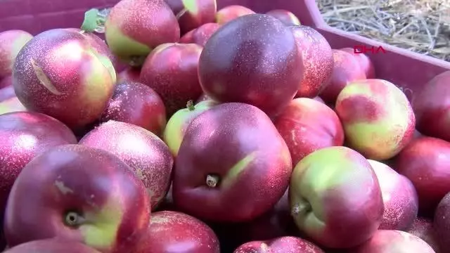 Kısıtlamada 'erkenci nektarin' hasadı sürüyor Kısıtlamada 'erkenci nektarin' hasadı sürüyor
